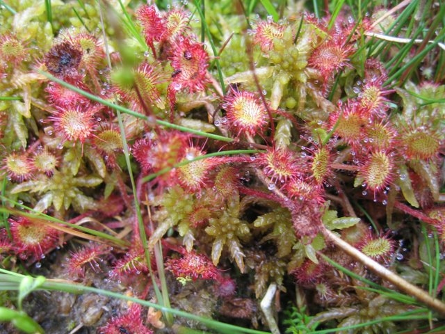 Drosera rotundifolia2